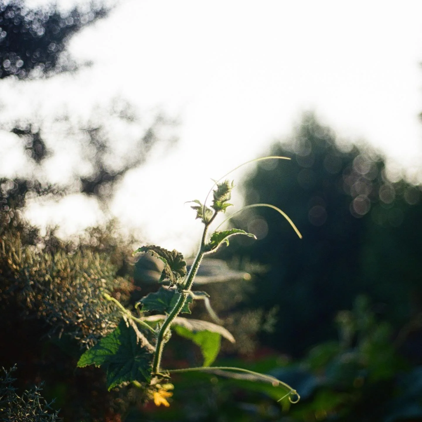 Struggling produce for your summer garden? Give us a call for a yard consultation to help you get to the root of the problem and plan for a full bloom 🥒