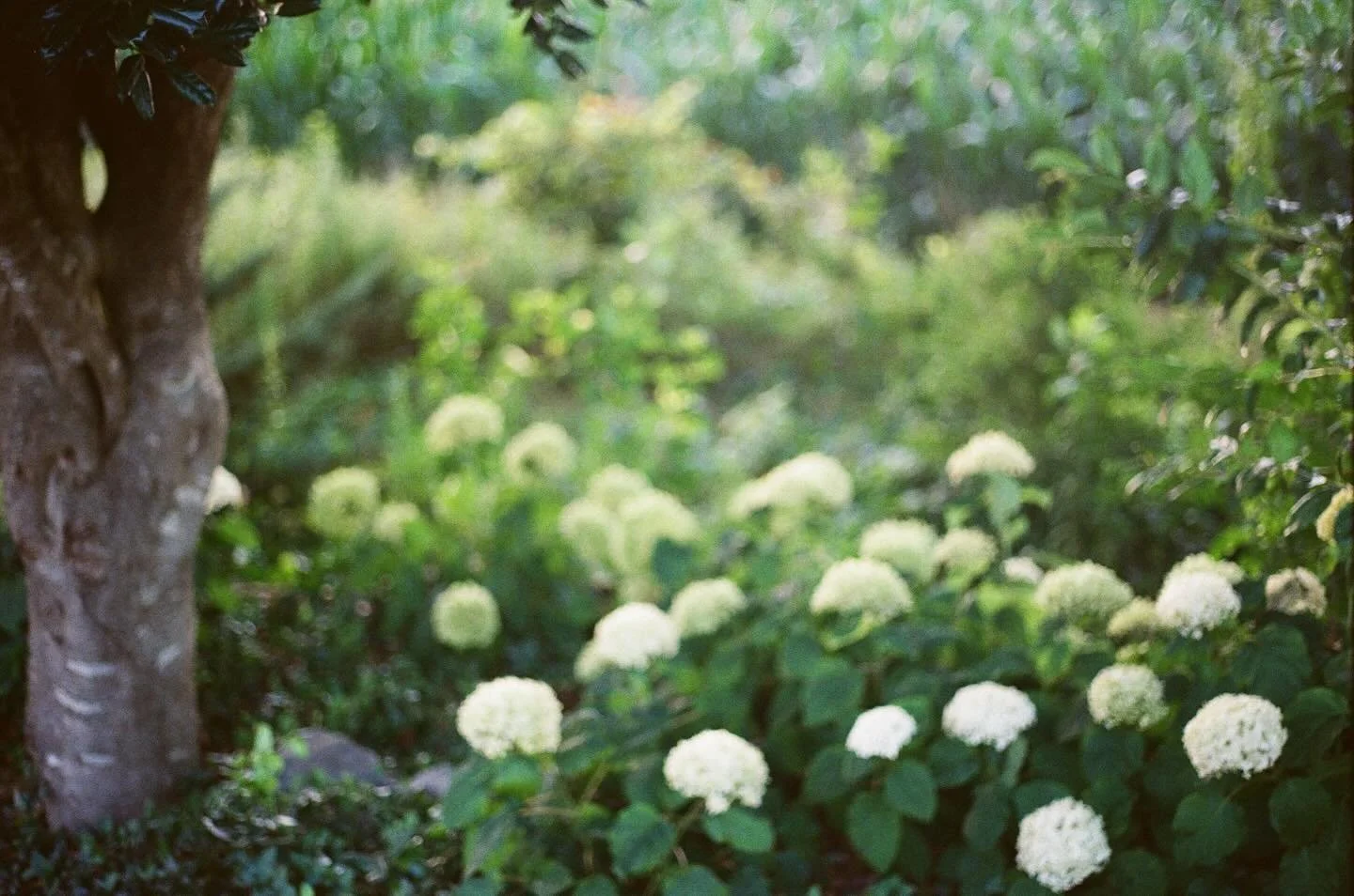 Hydrangea clouds for some outdoor dreaminess this summer ☁️