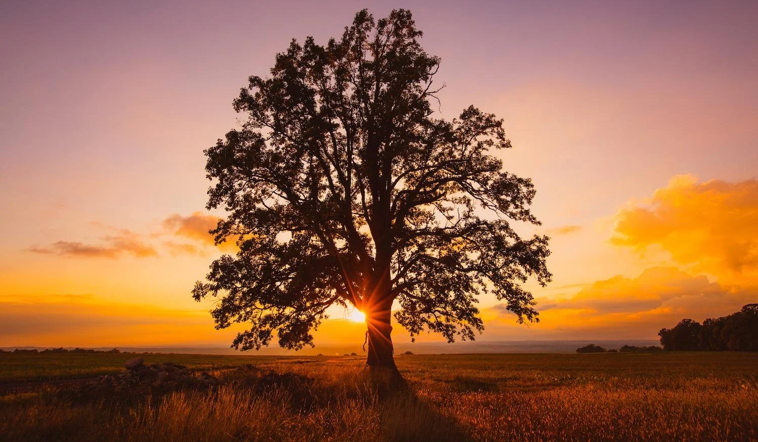 A large tree in a field during sunset with the sun setting behind the trunk and the sky filled with orange, pink, and purple clouds.