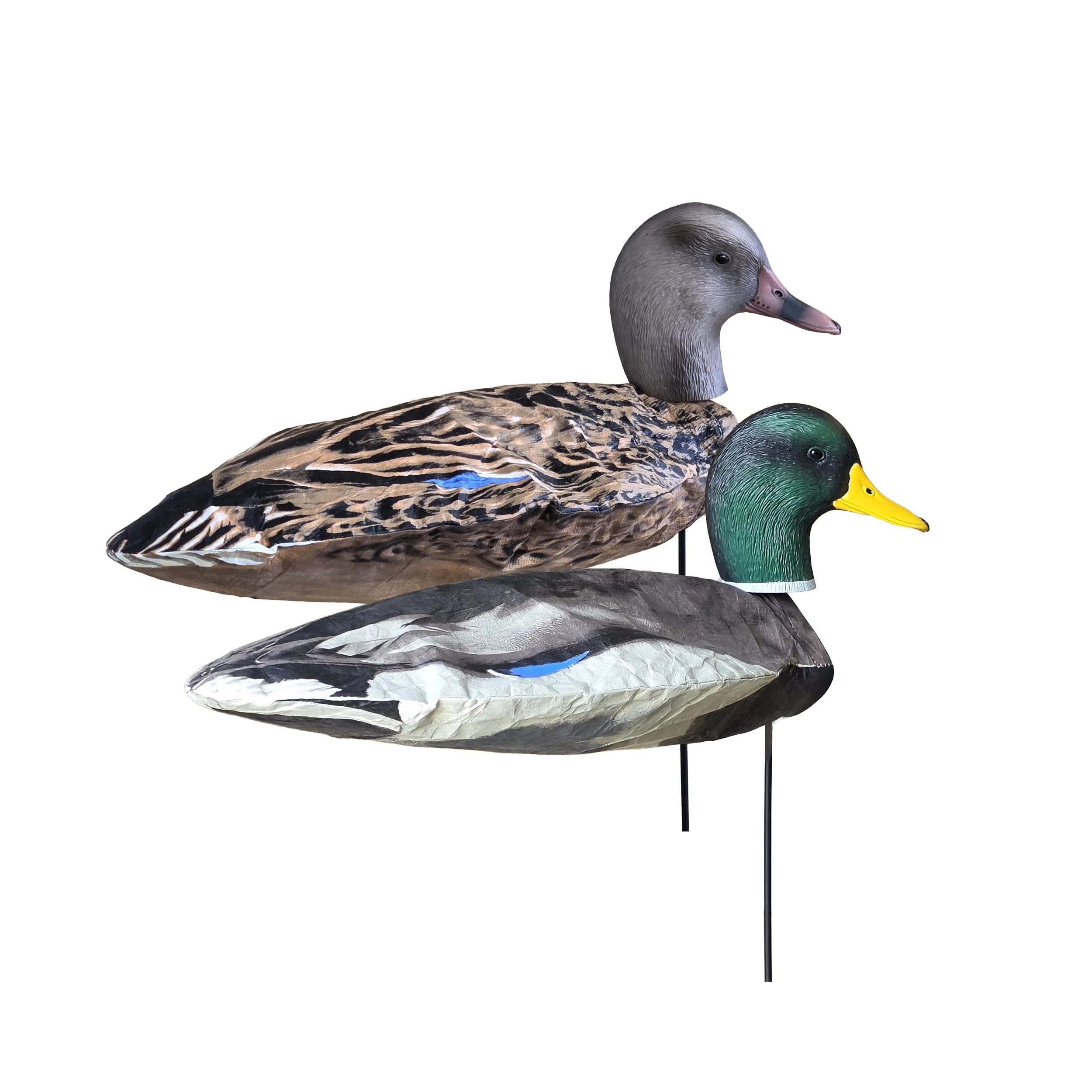Drake & Hen Mallard Pair