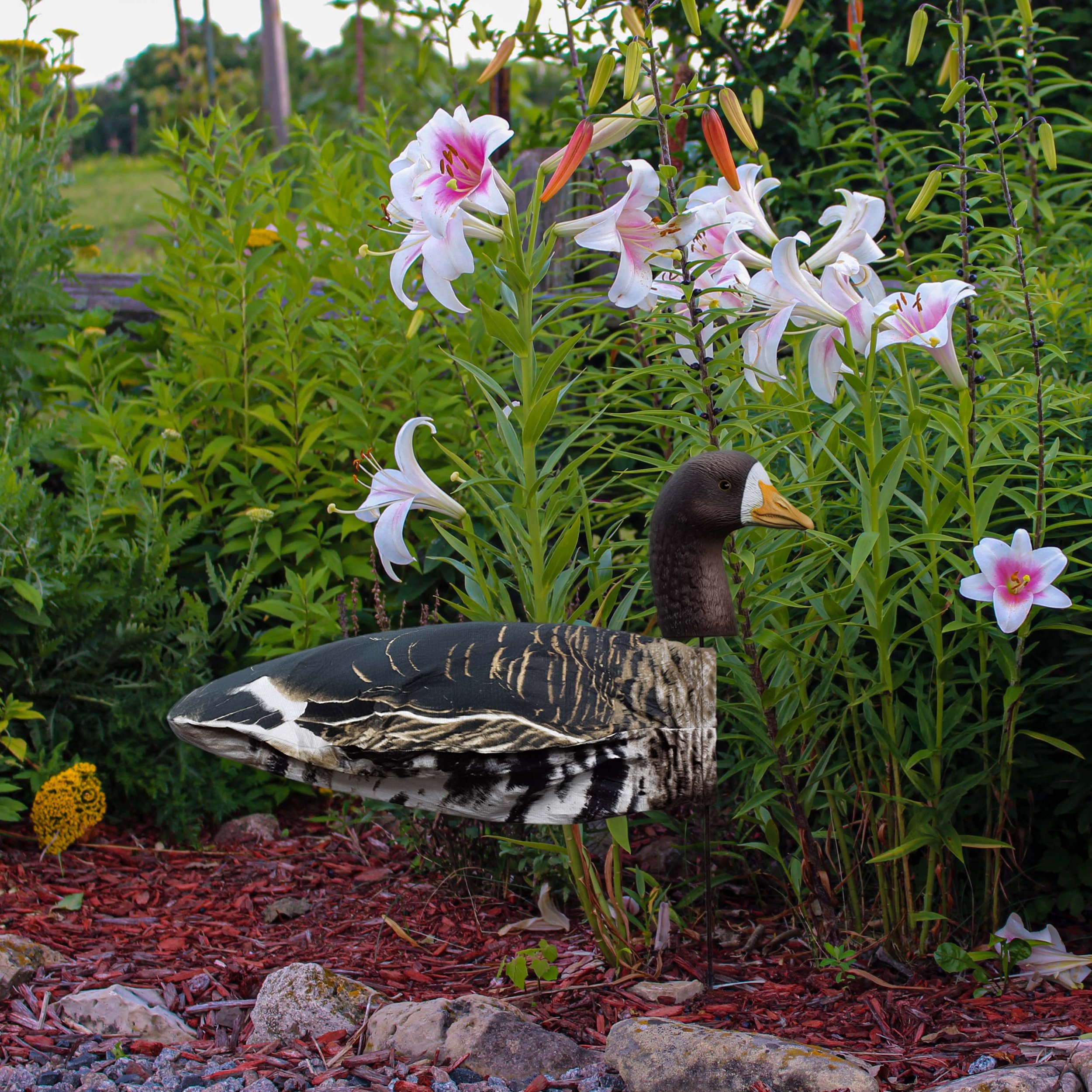 Specklebelly Single_White Flowers.jpg