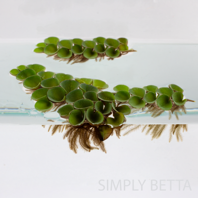 Salvinia-Culculata-3-1080-400x400.png