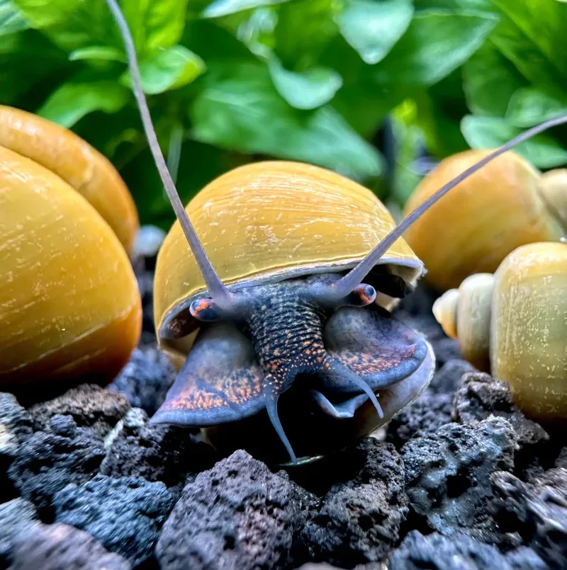 Jade Mystery Snails