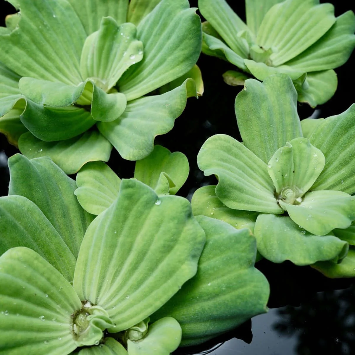 Giant Water Lettuce
