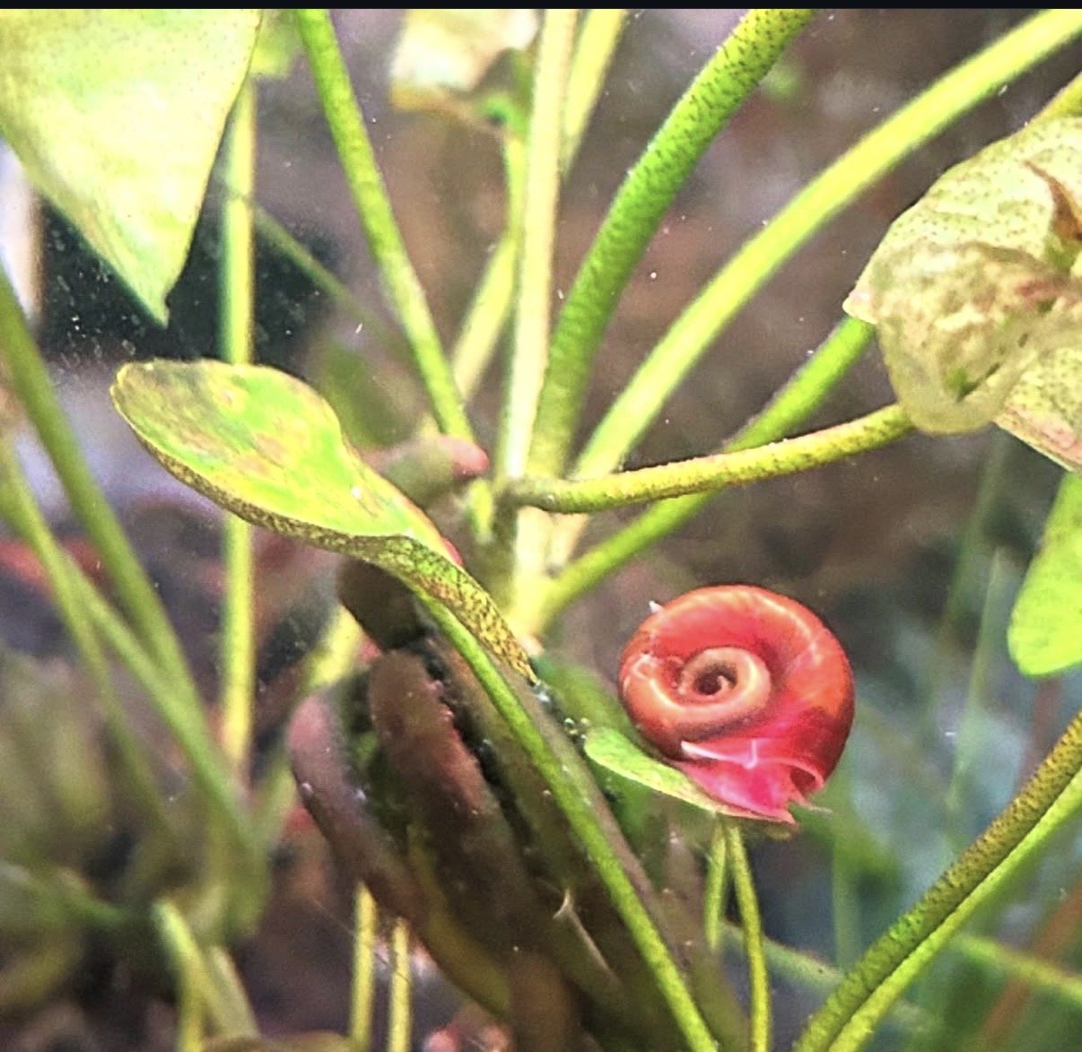 10 Red Ramshorn Snails
