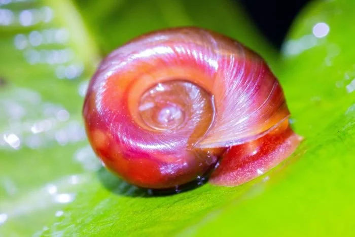 red_ramshorn_snails_for_sale.jpg