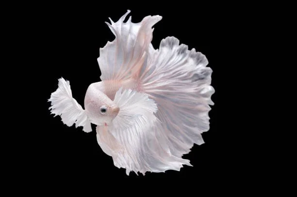 Pro-Bono Betta Rescue Consultation