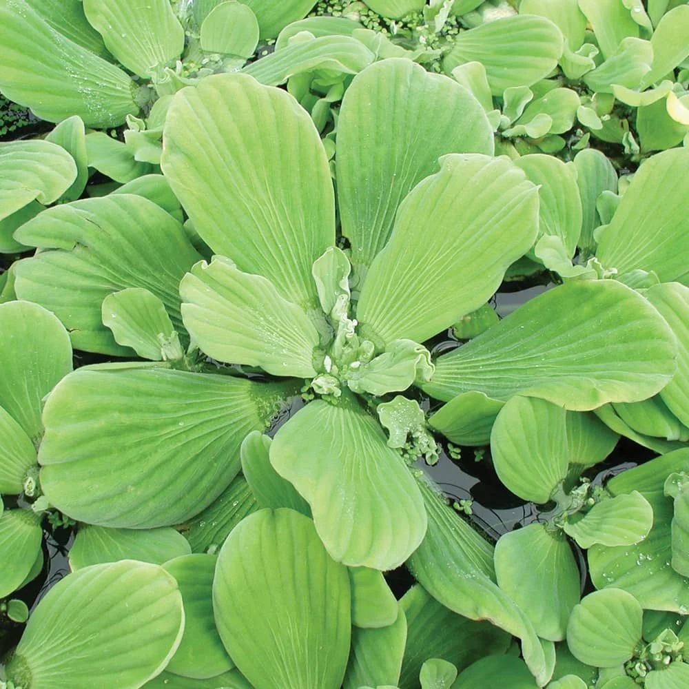 plants-floating-water-lettuce-1000__19533.jpg