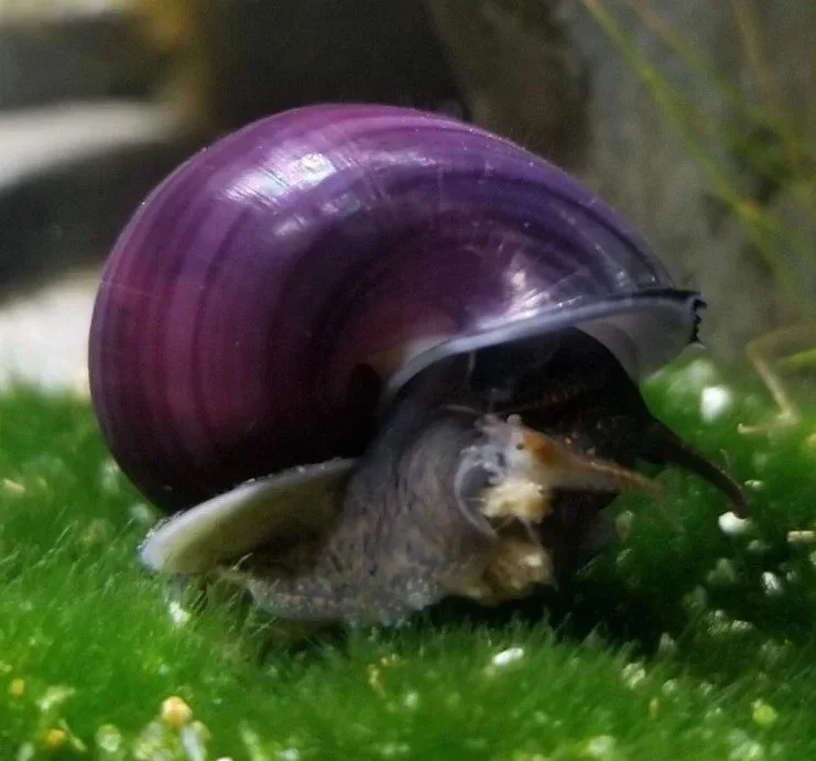 purp.webp