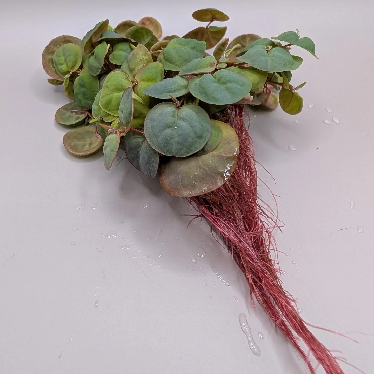 Red Root Salvinia (Floating Plant)