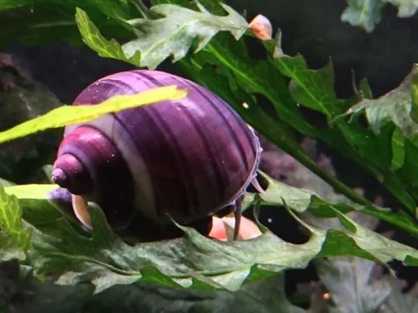 purple-Mystery-Snail.jpg