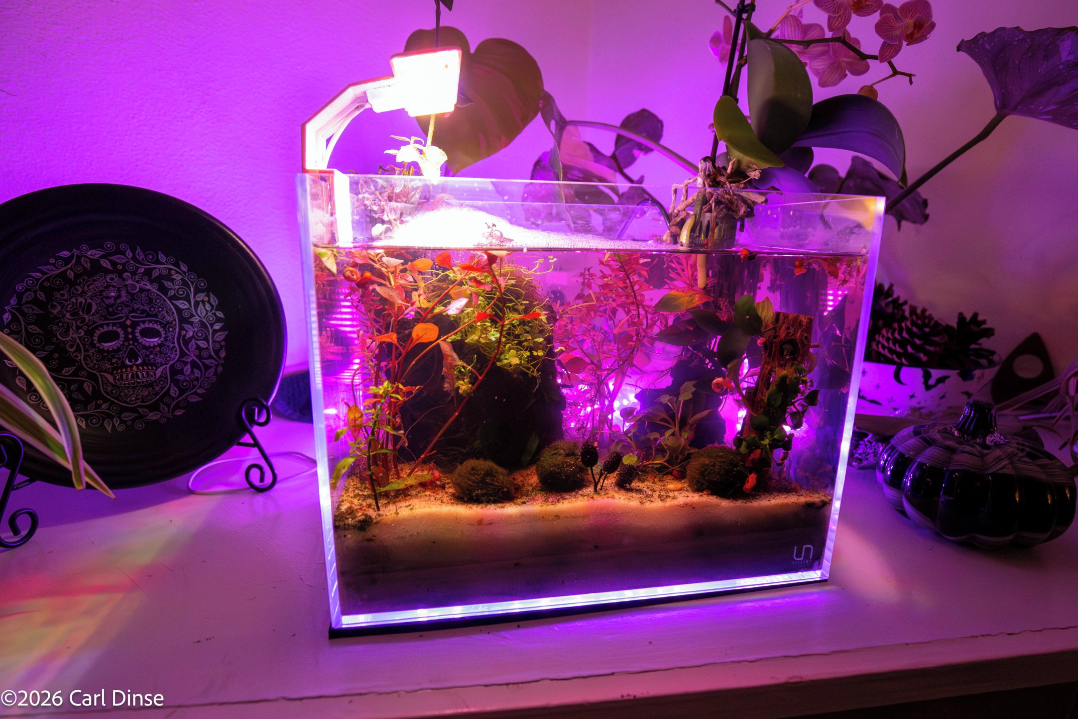 Build Your Dream Betta Tank