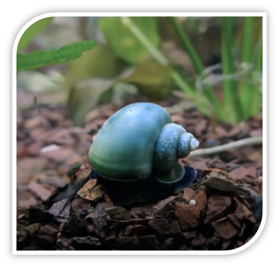 BlueMysteySnail_530x@2x.webp