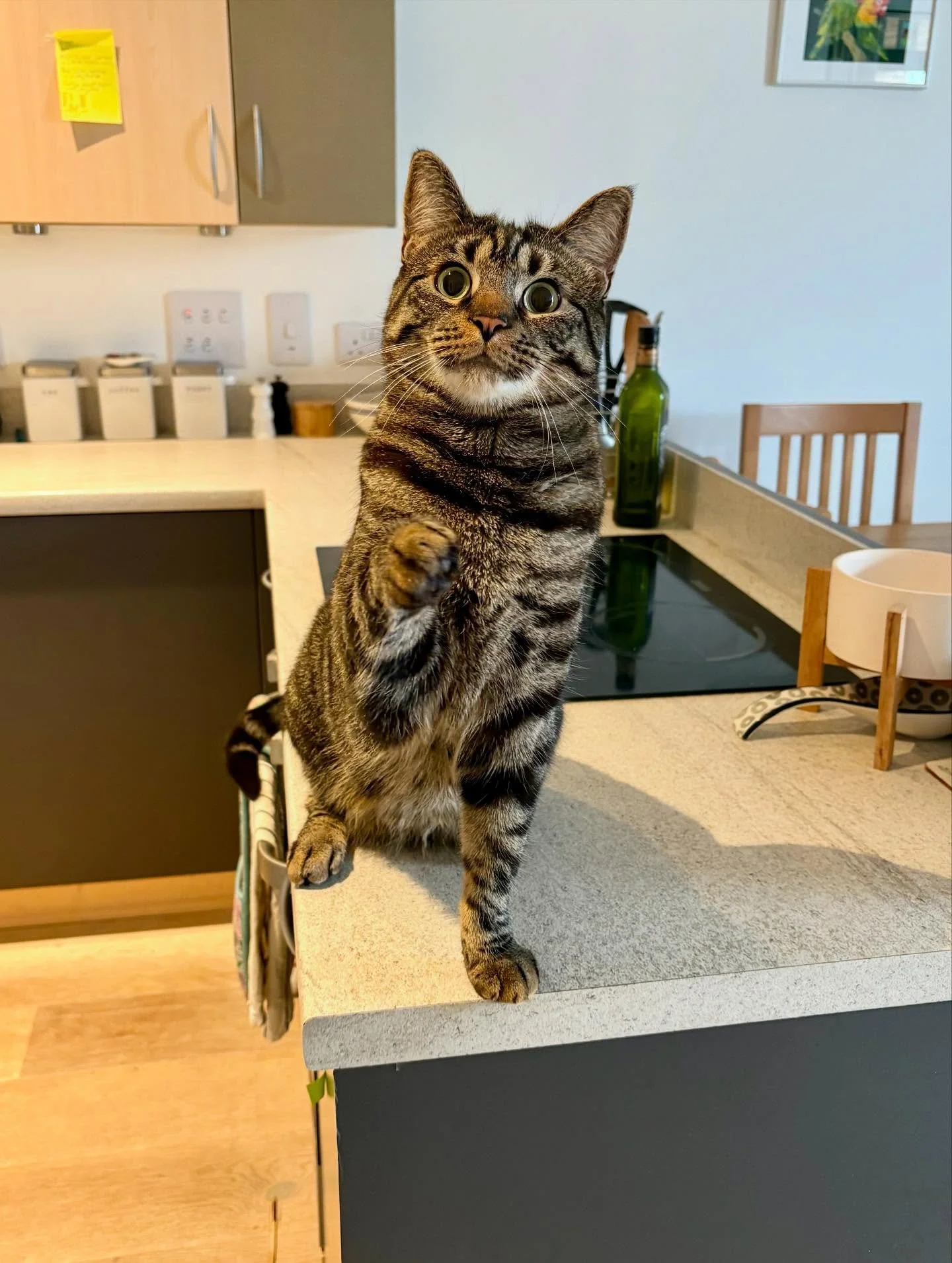 It&rsquo;s a high five cat sitting Sunday! 😻 I&rsquo;ve been very forgetful about posting on Instagram, but still very much here looking after all the gorgeous kitties. Summer is getting booked up so do let me know if you will be needing cat care du