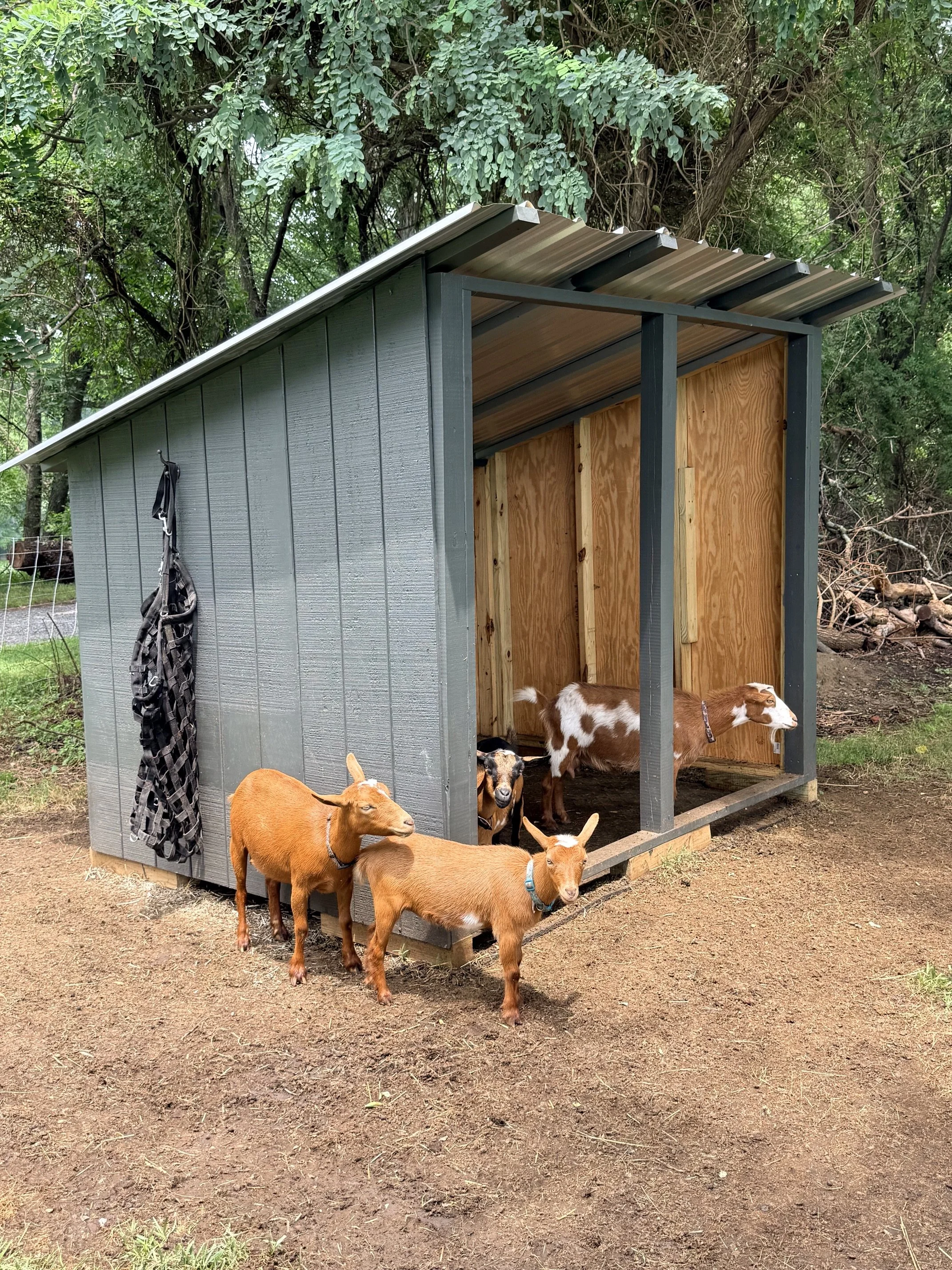 A small animal shelter with goats standing outside and some goats inside. Green trees in the background, outdoor setting with dirt ground.
