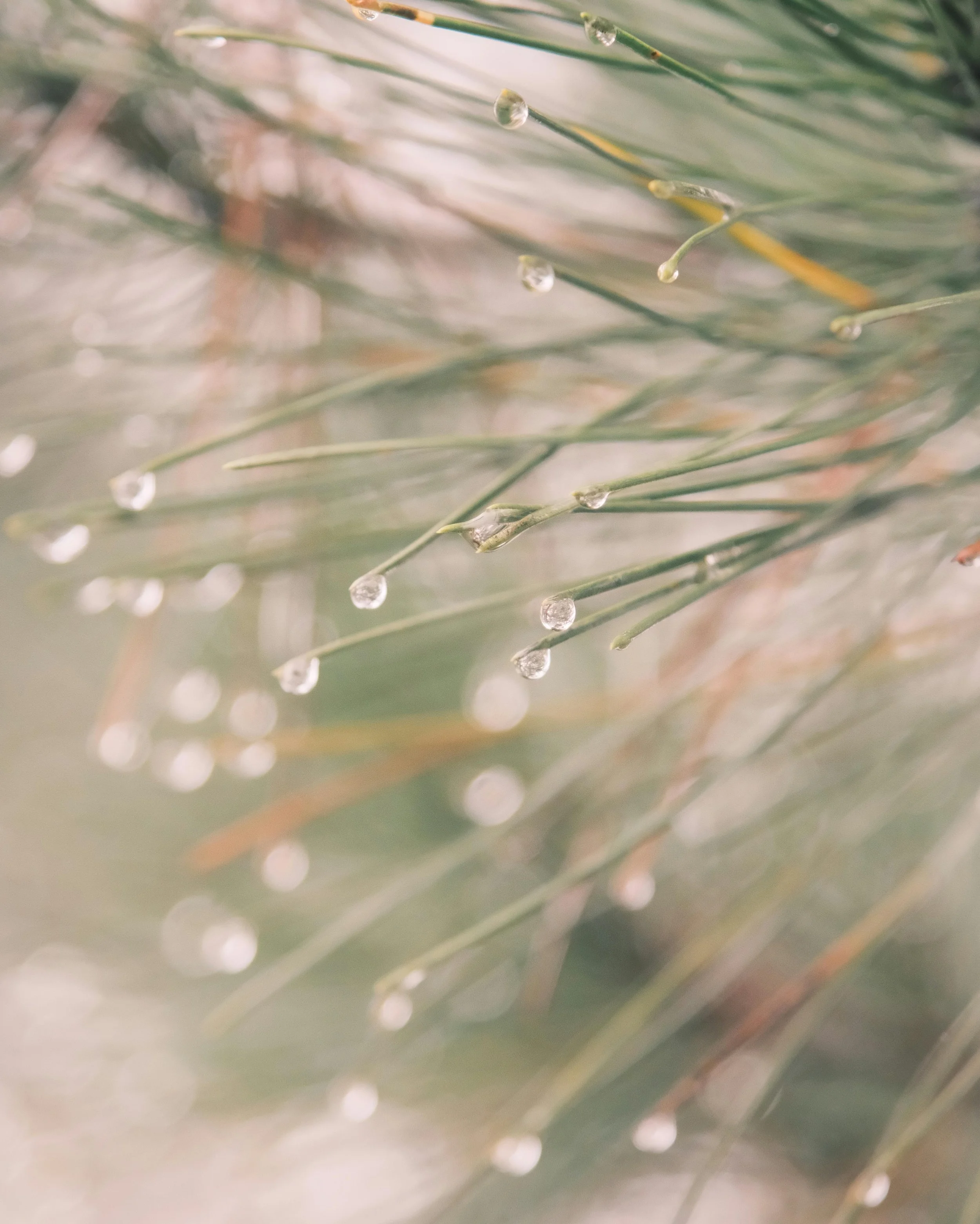 Close-up of pine needle branches with water droplets.