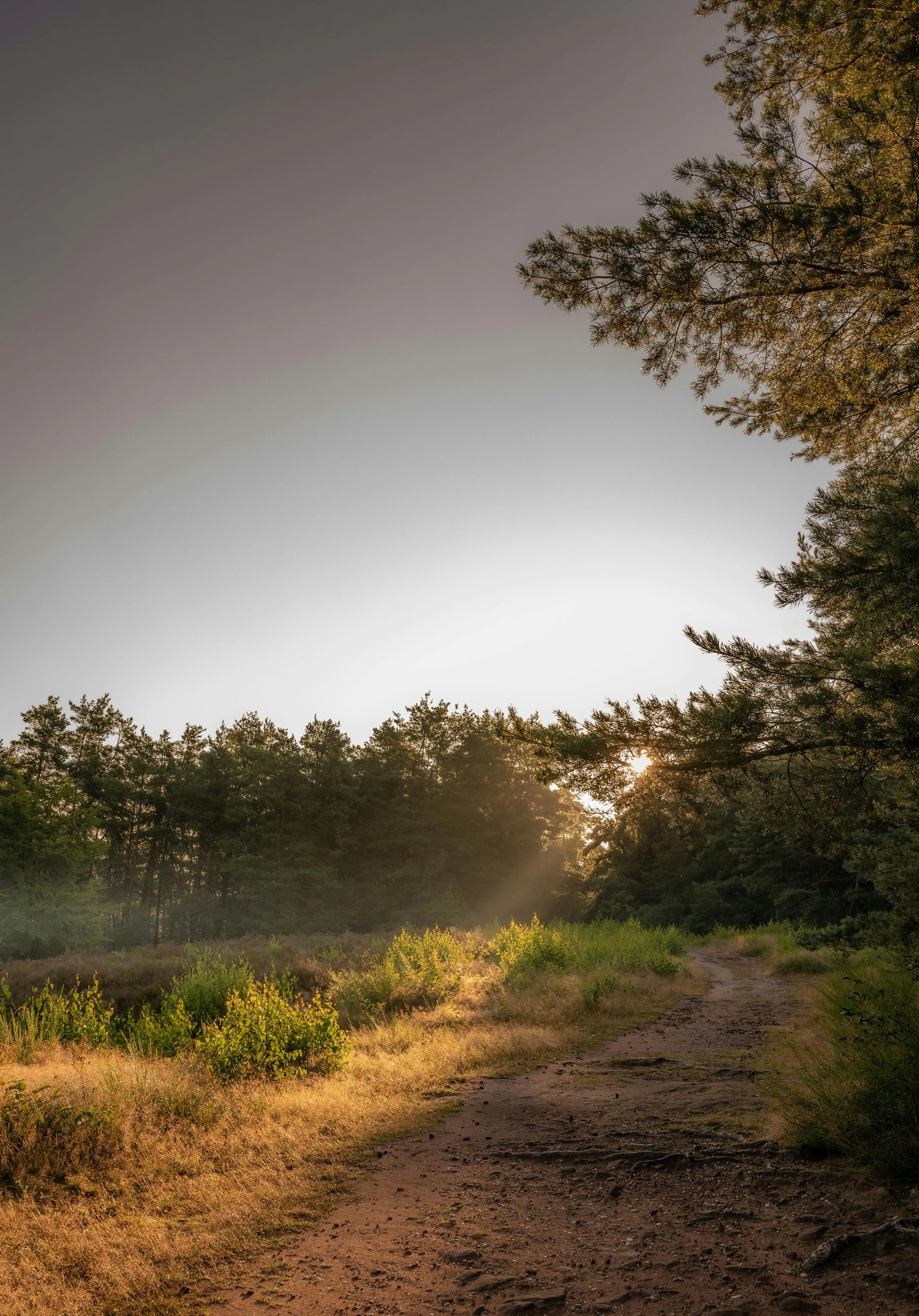 Sun setting over a dirt path in a forest, with trees on both sides and sunlight filtering through the branches.