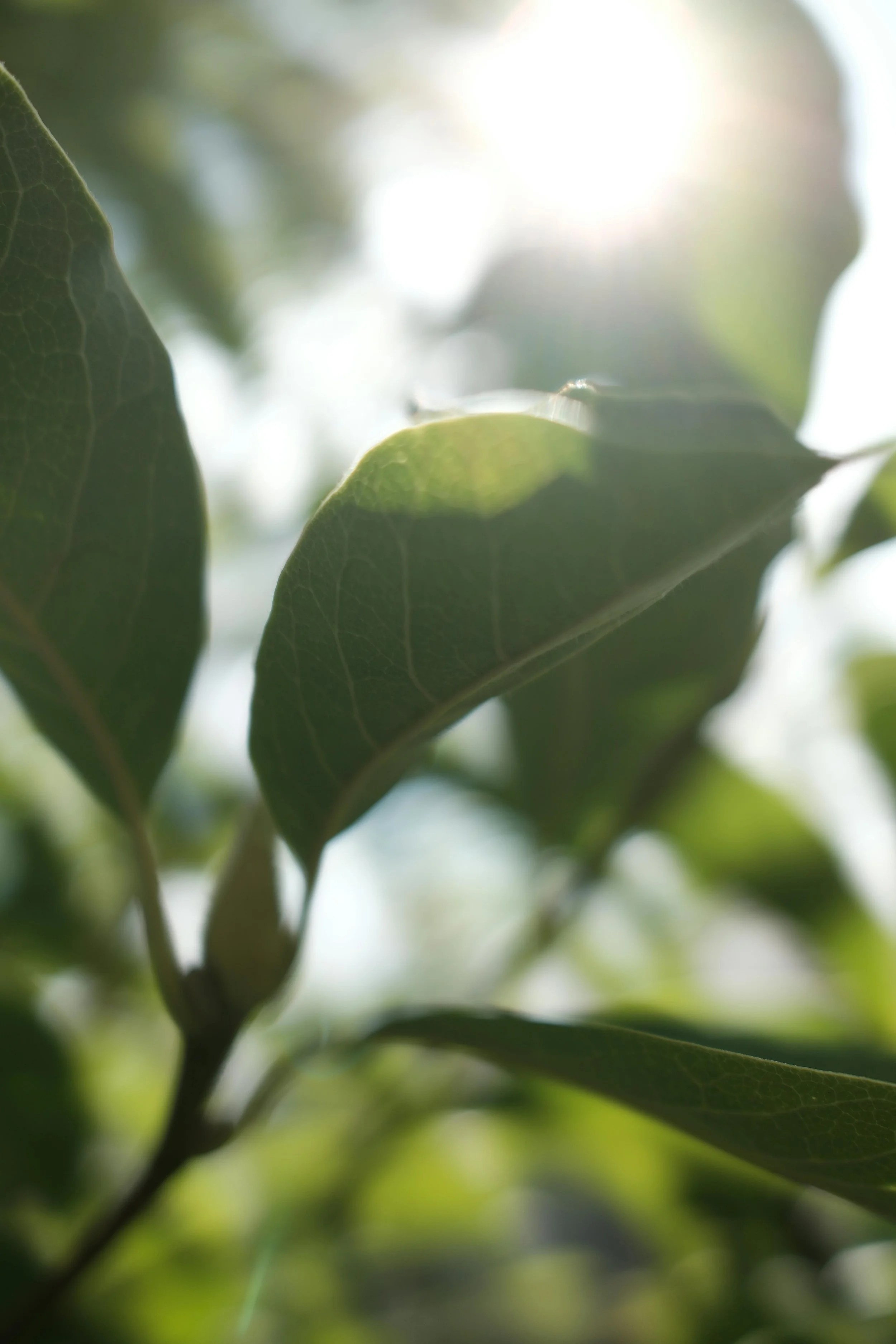 Close-up of green leaves with sunlight shining through.