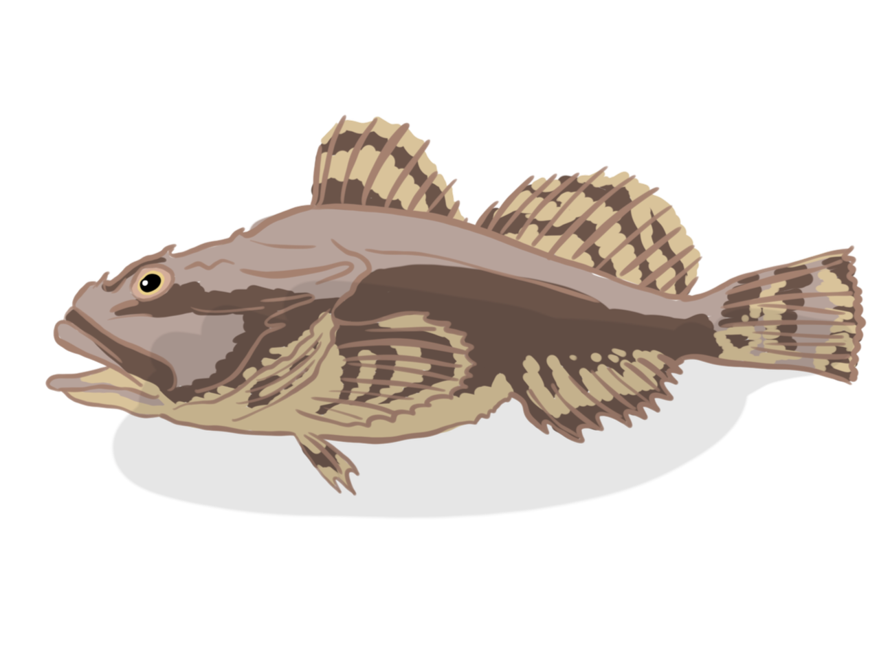 Poissons.png