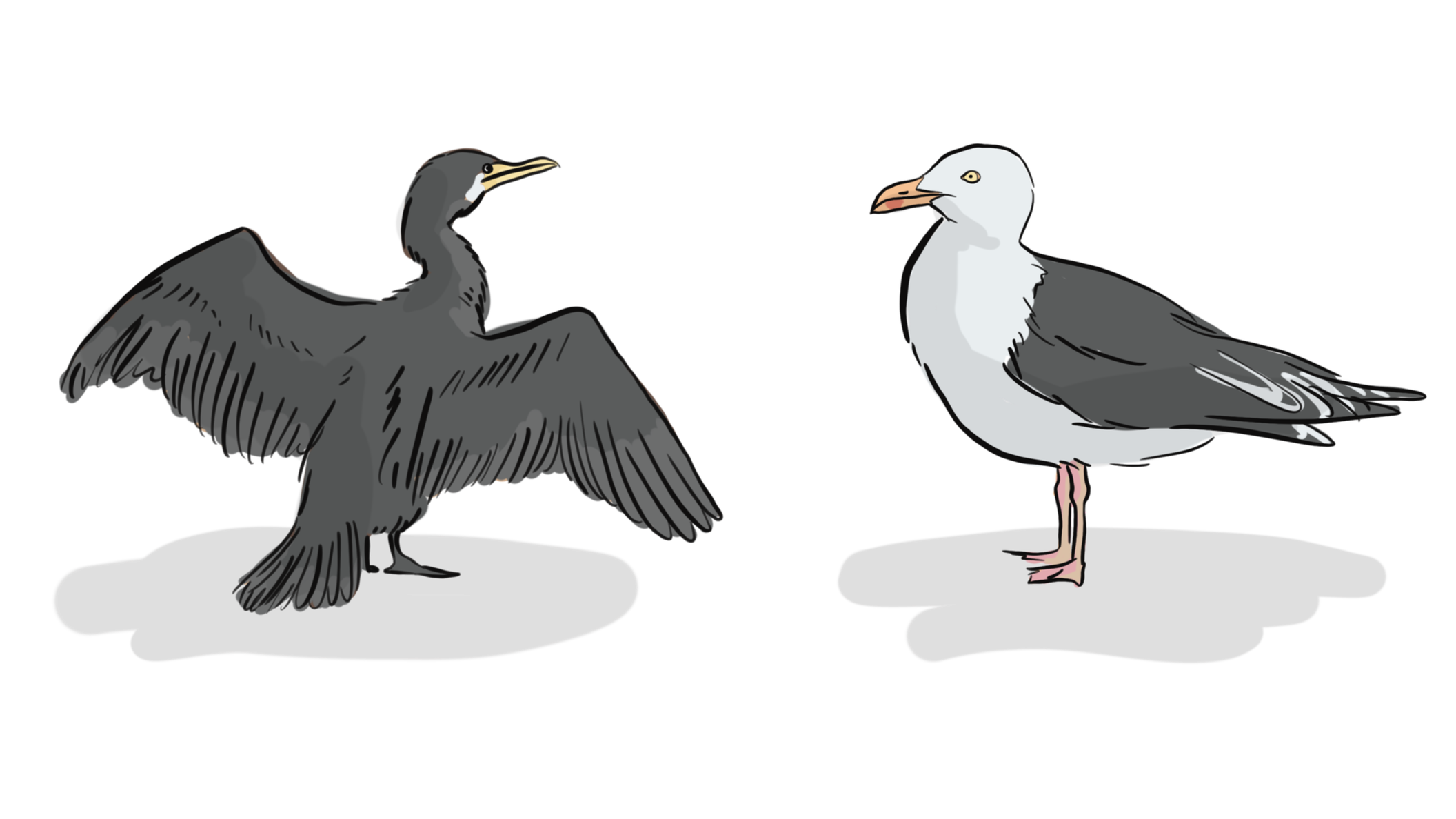Oiseau.png