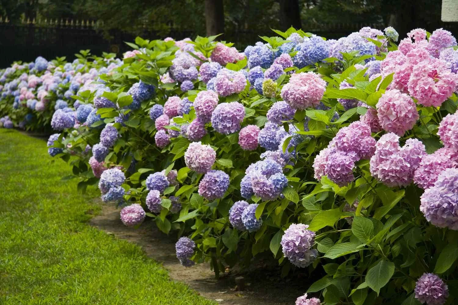 Colorful hydrangea bushes with pink, purple, and blue flowers along a garden path and grassy area.
