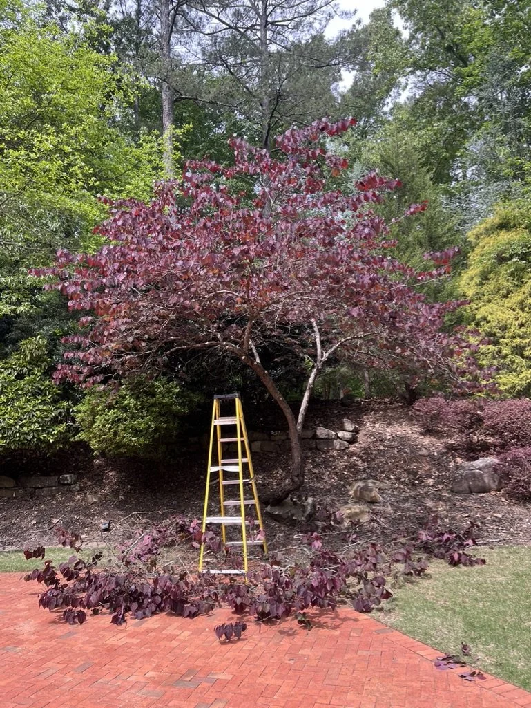 A red and green-leafed tree with a ladder underneath, fallen branches, and a landscaped garden with rocks and bricks.