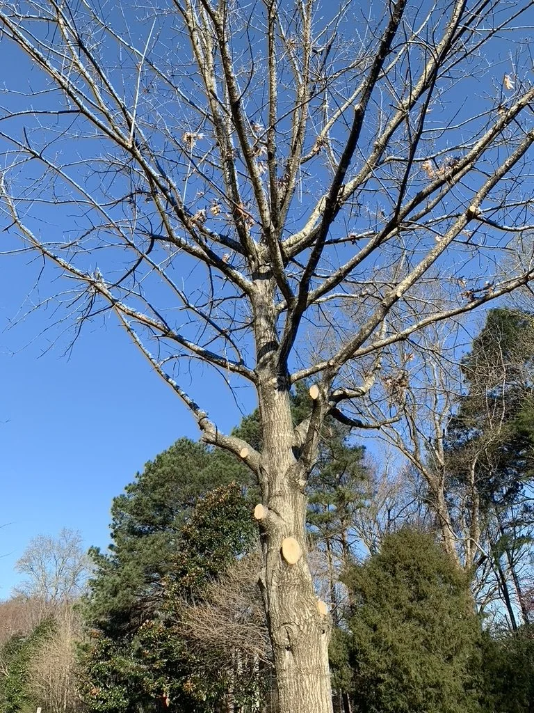 A tall leafless tree with branches, located in a park or natural area, with a clear blue sky in the background and other green and leafless trees surrounding it.