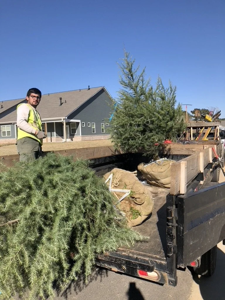 Person on a flatbed truck unloading evergreen trees and a large potted tree with a house in the background on a clear day.