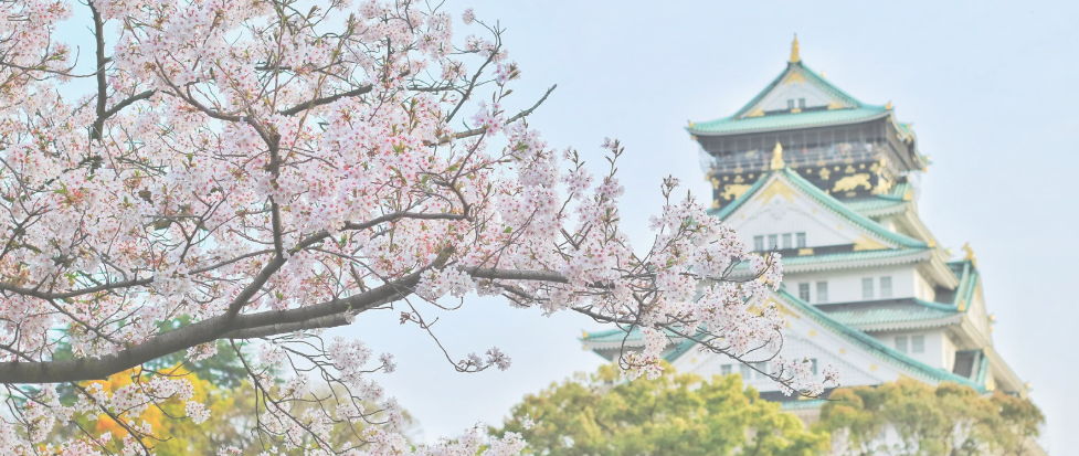 Cherry blossoms in bloom in front of a traditional Japanese castle with green rooftops and golden accents.