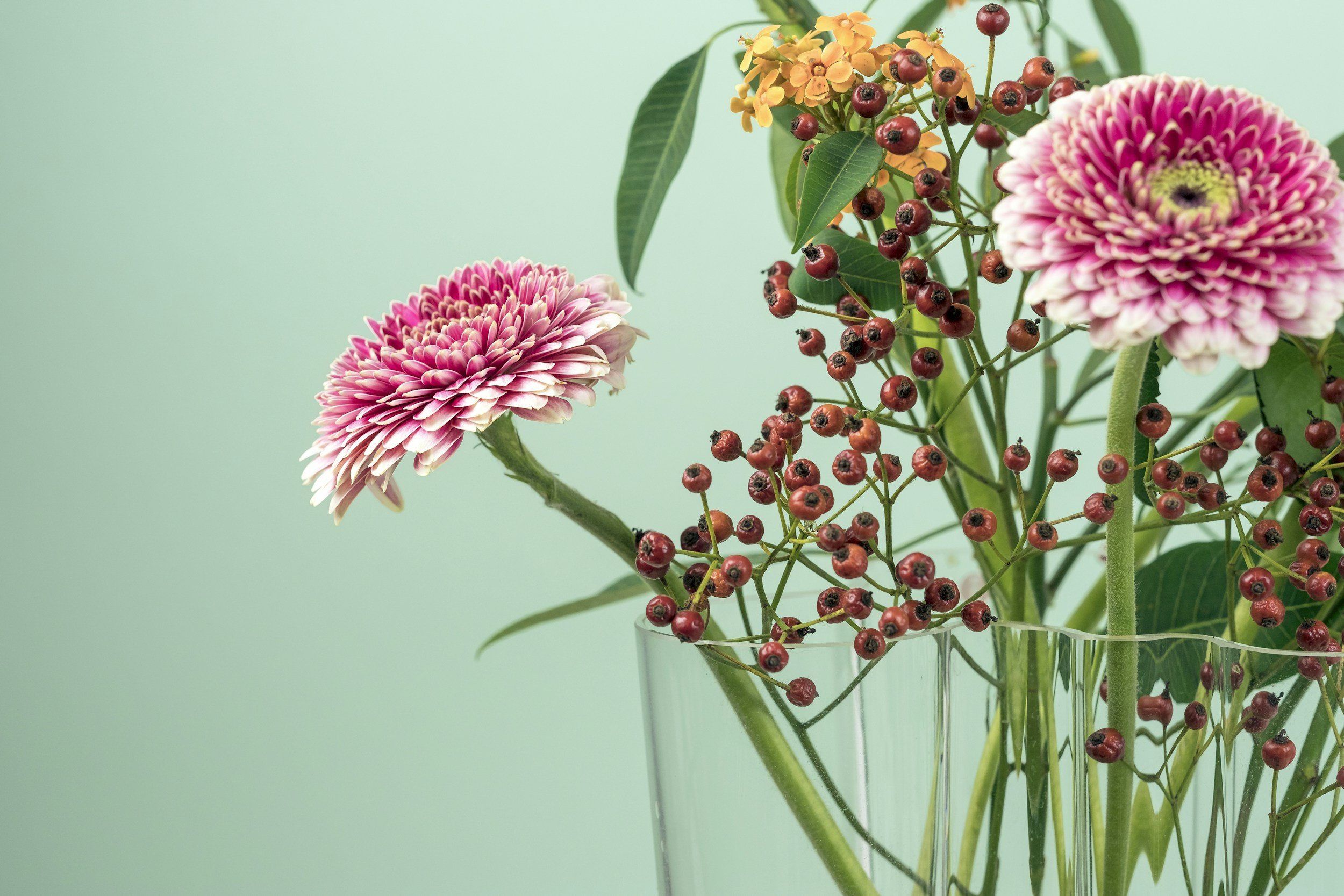 A glass vase containing pink and white zinnia flowers, yellow and red berries, and green foliage against a light green background.