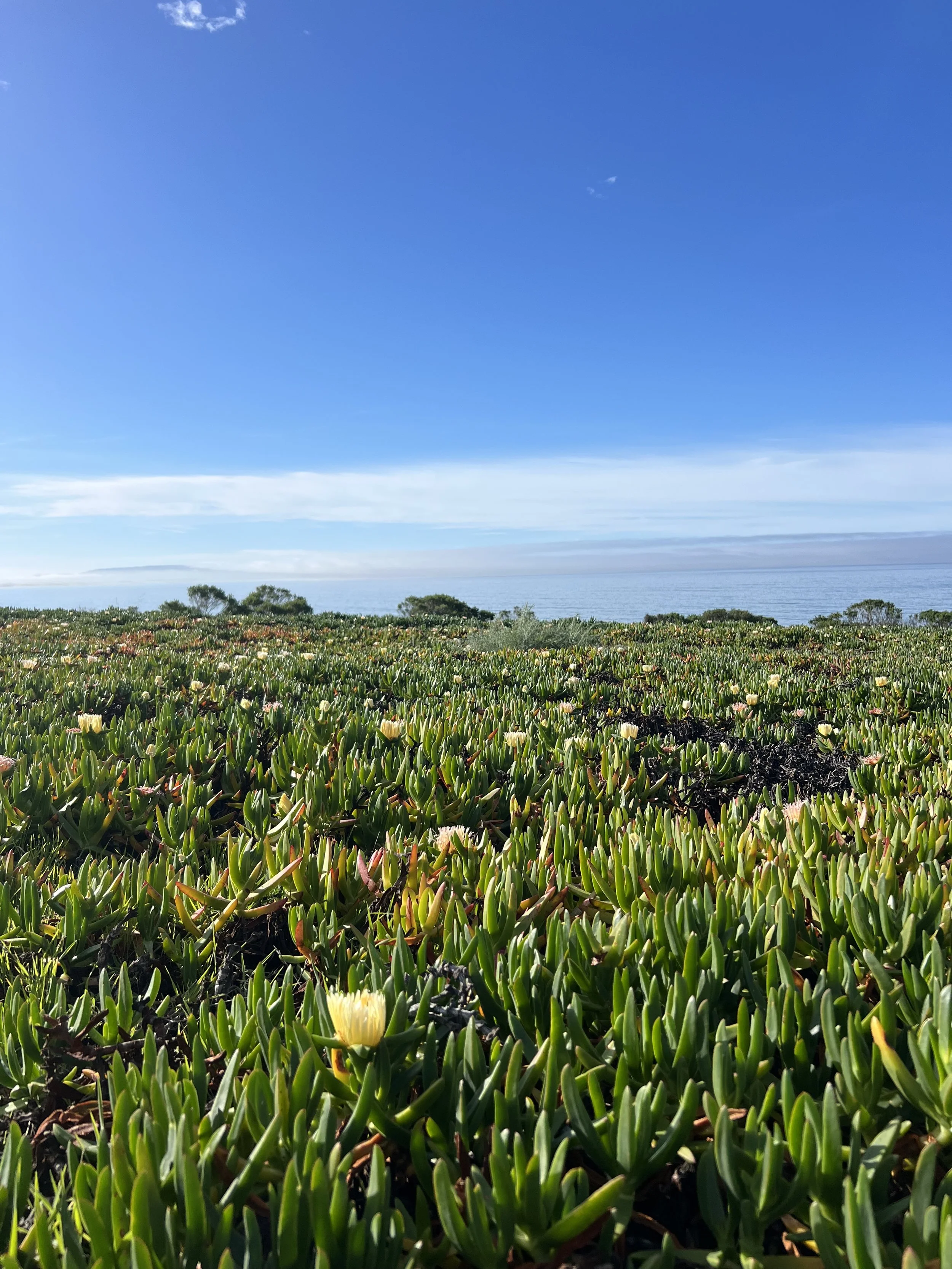 A beach scene with a clear blue sky, the ocean in the background, and a large patch of green succulents with yellow flowers in the foreground.