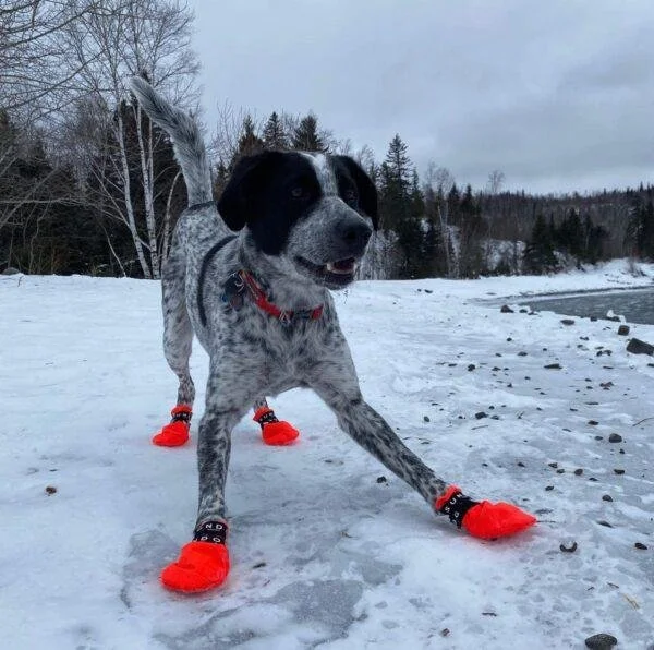 Healthy Together: Winter Adventures, Paws, Noses &amp; Staying Active