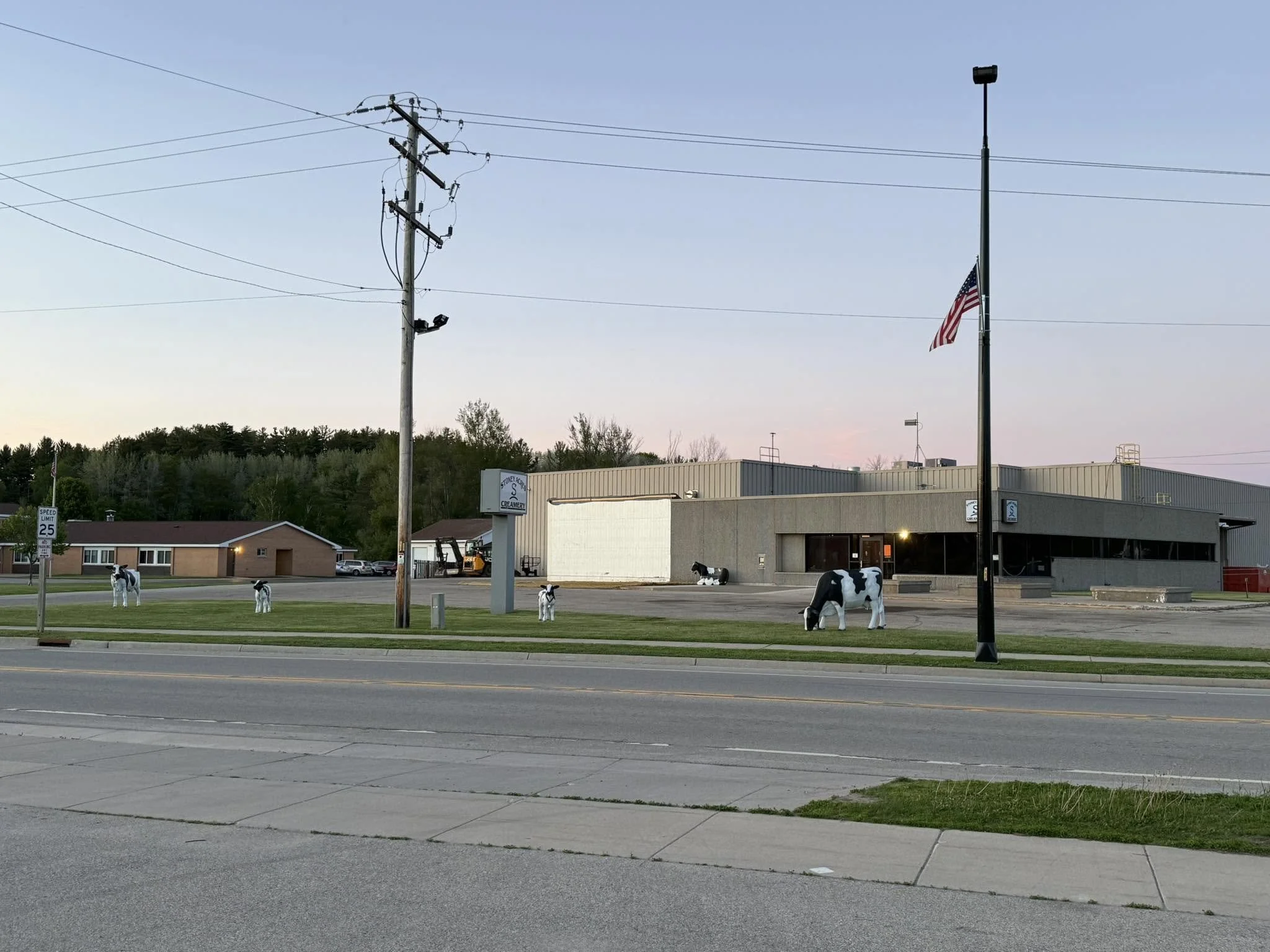 A parking lot with several cartoonish black and white cow sculptures, a building with a sign that reads 'Stoneyard Creamery,' utility poles, a flagpole with an American flag, and a forested hillside in the background during dusk or early evening.