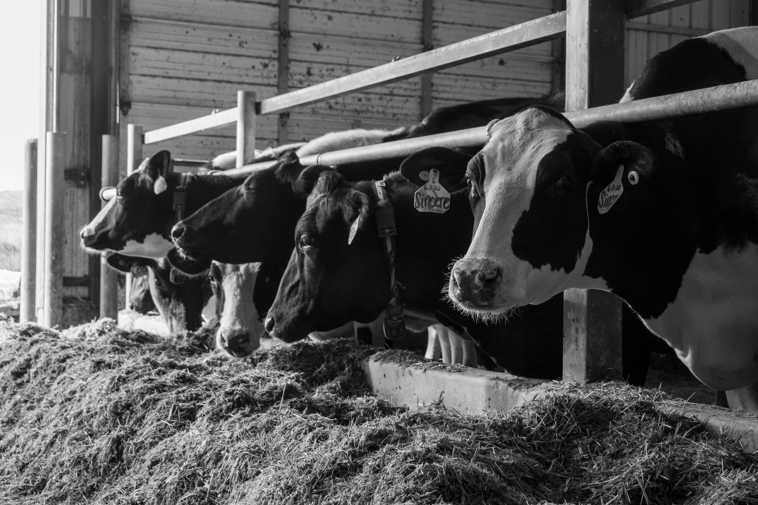 Several cows stand in a row inside a barn, eating hay from a feeding trough.