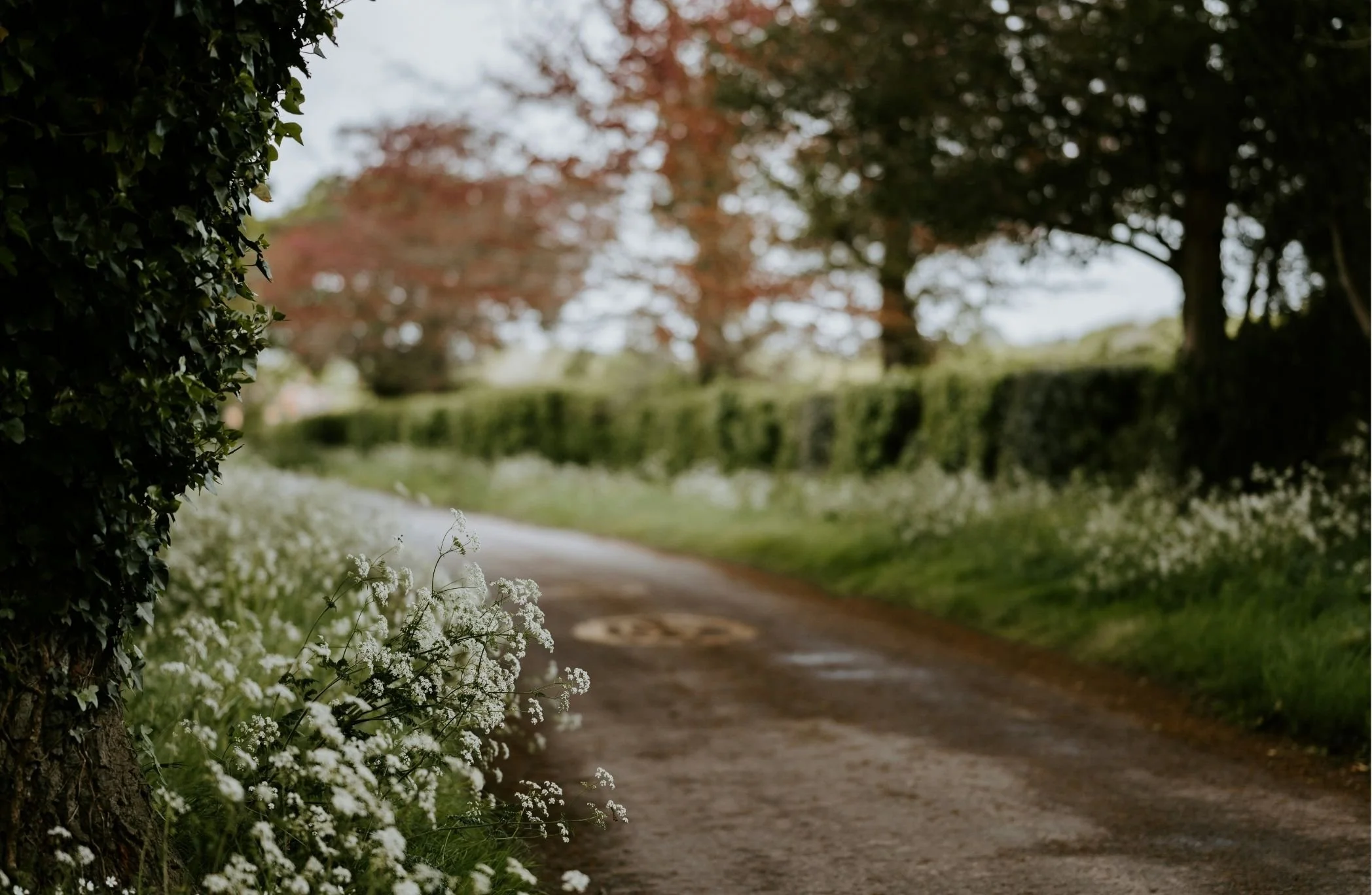 A dirt pathway through a lush garden with white flowers along the base of a tree on the left and a hedge in the background, with green and red trees and an overcast sky.