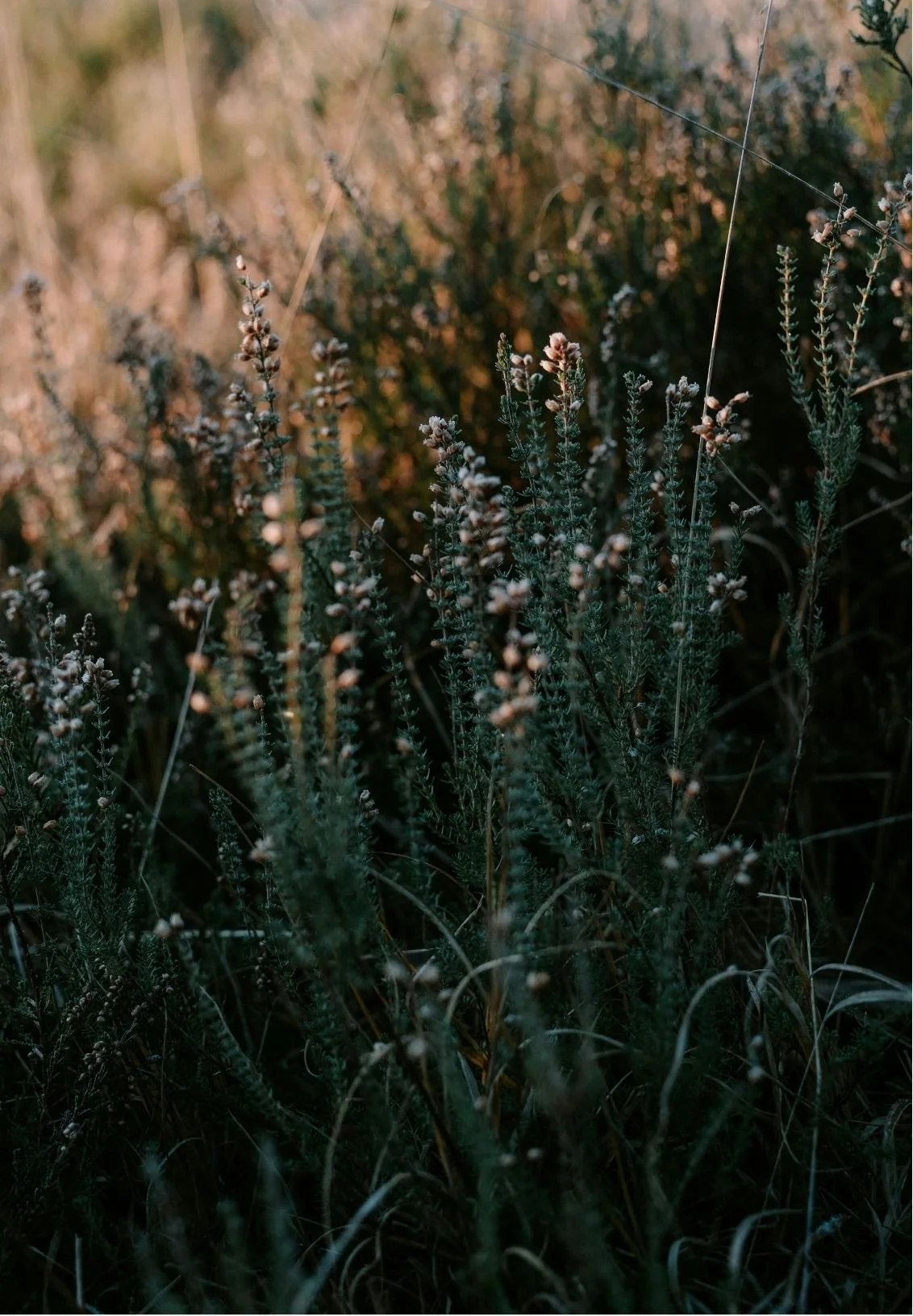 Close-up of wild plants and grasses in a field, with a mix of green and brown hues, under natural light.