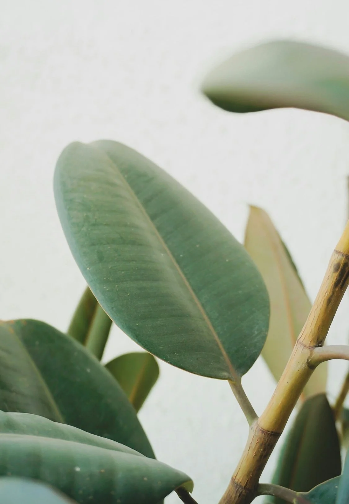 Close-up of green, oval-shaped leaves with smooth edges, attached to a brown stem, against a plain light background.