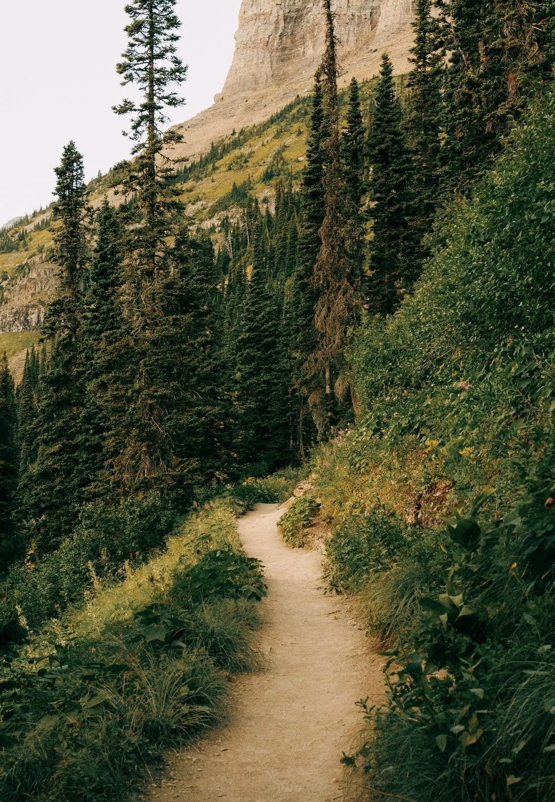 A dirt trail winding through a dense forest with tall evergreen trees and a rocky cliff in the background.