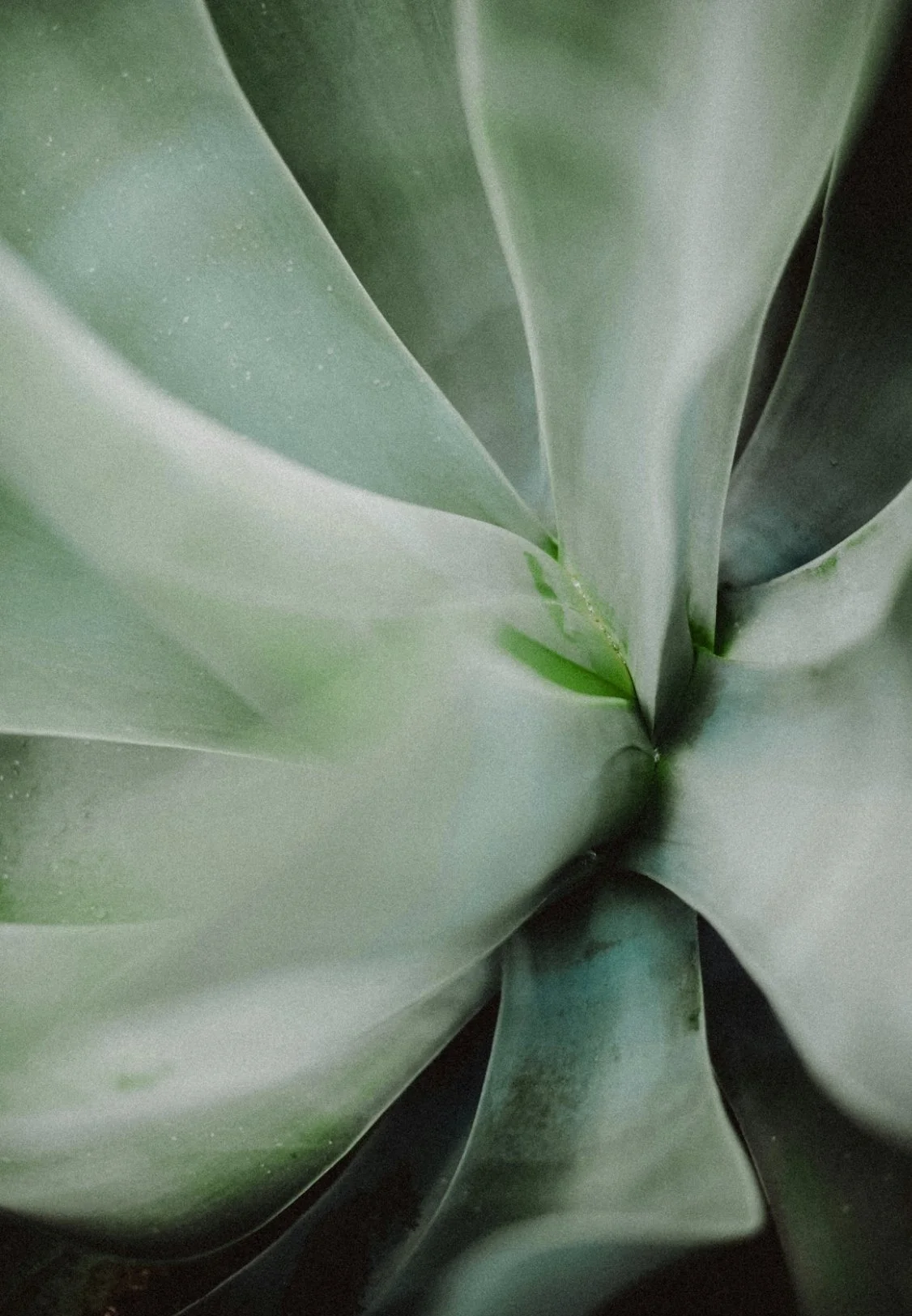 Close-up of green succulent plant leaves with smooth, fleshy texture.