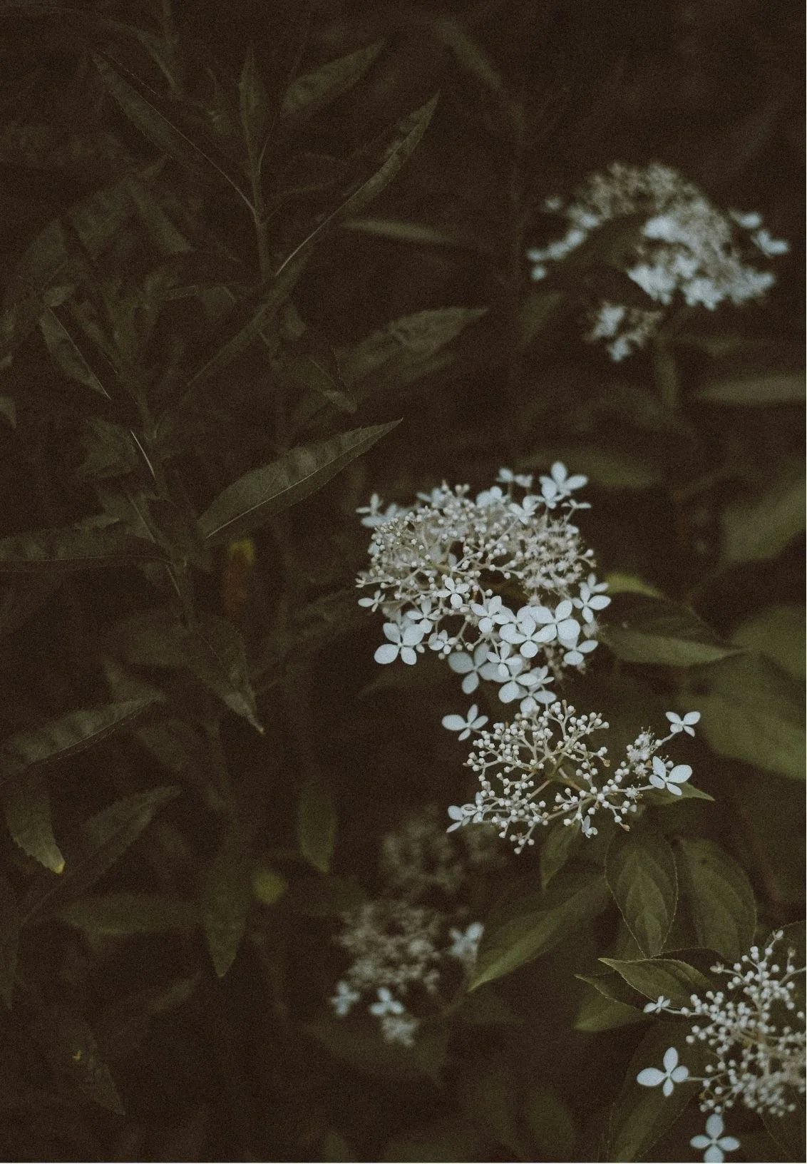 Close-up of dark green leaves and white flower clusters in a garden at night.