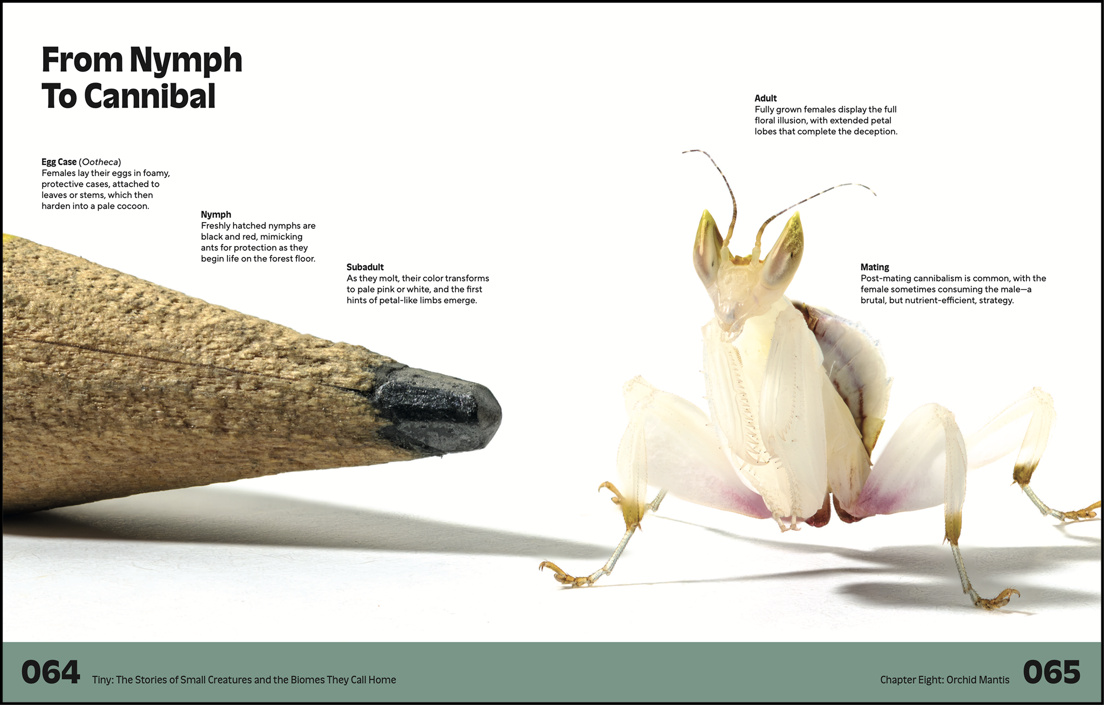 Tiny, a Book by Ben Newell, featuring a diagram showing the life stages of an orchid mantis, from egg case to adult, with descriptive text and a photo of an orchid mantis.