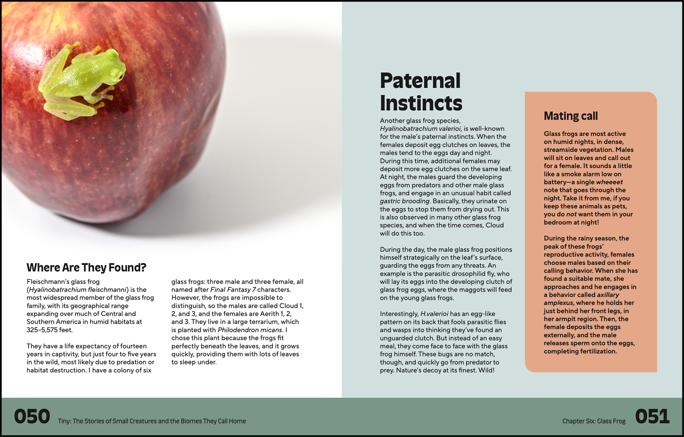 Tiny, a Book by Ben Newell, featuring a close-up of a green glass frog on a red apple and a magazine or book page with text about glass frogs and their reproductive habits.