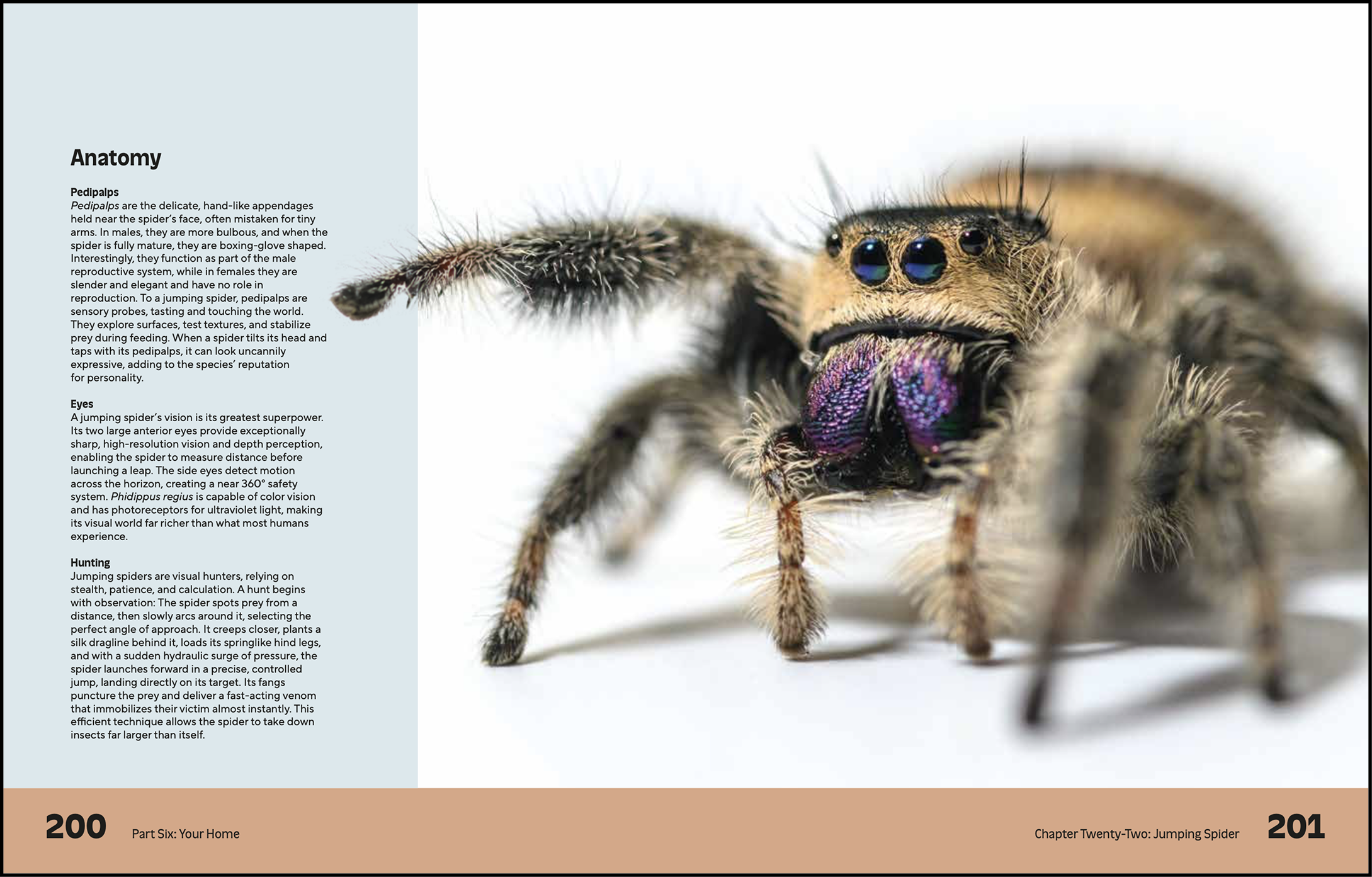 Tiny, a Book by Ben Newell, featuring a close-up of a jumping spider showing its large eyes and hairy body, with text on the left side explaining its anatomy, eyes, and hunting behavior.