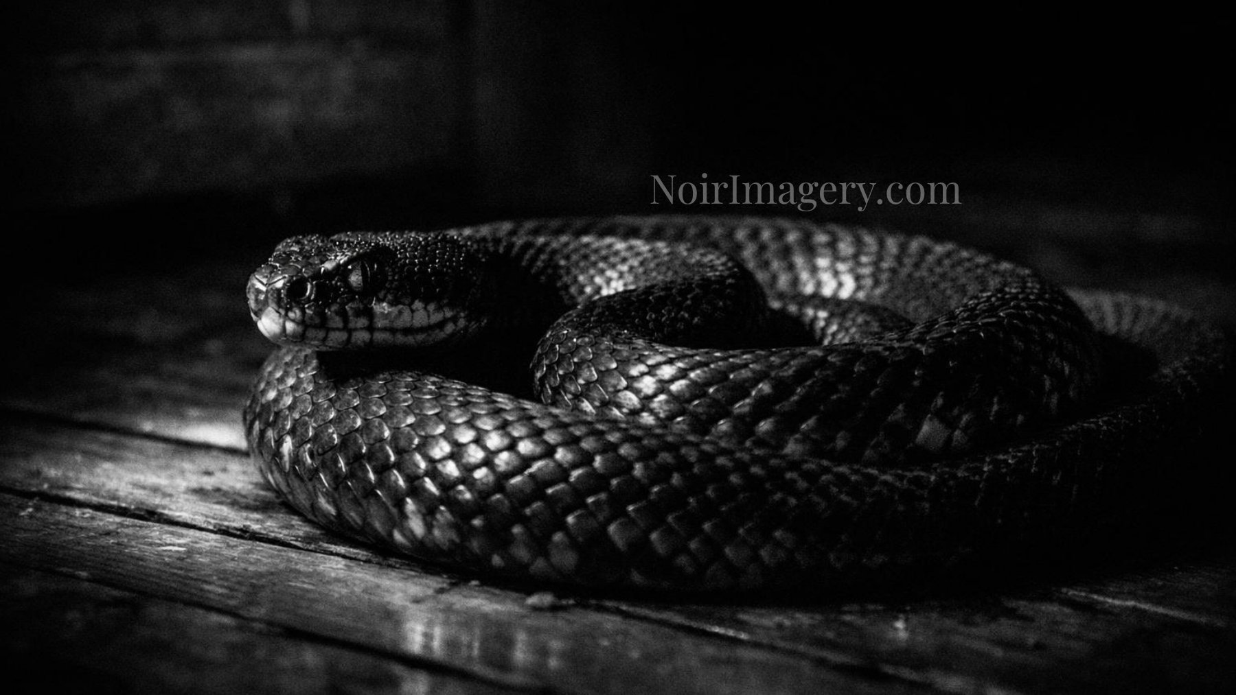 Black-and-white image of a venomous snake coiled on a wooden floor, its scales catching the light as it rests in shadow.