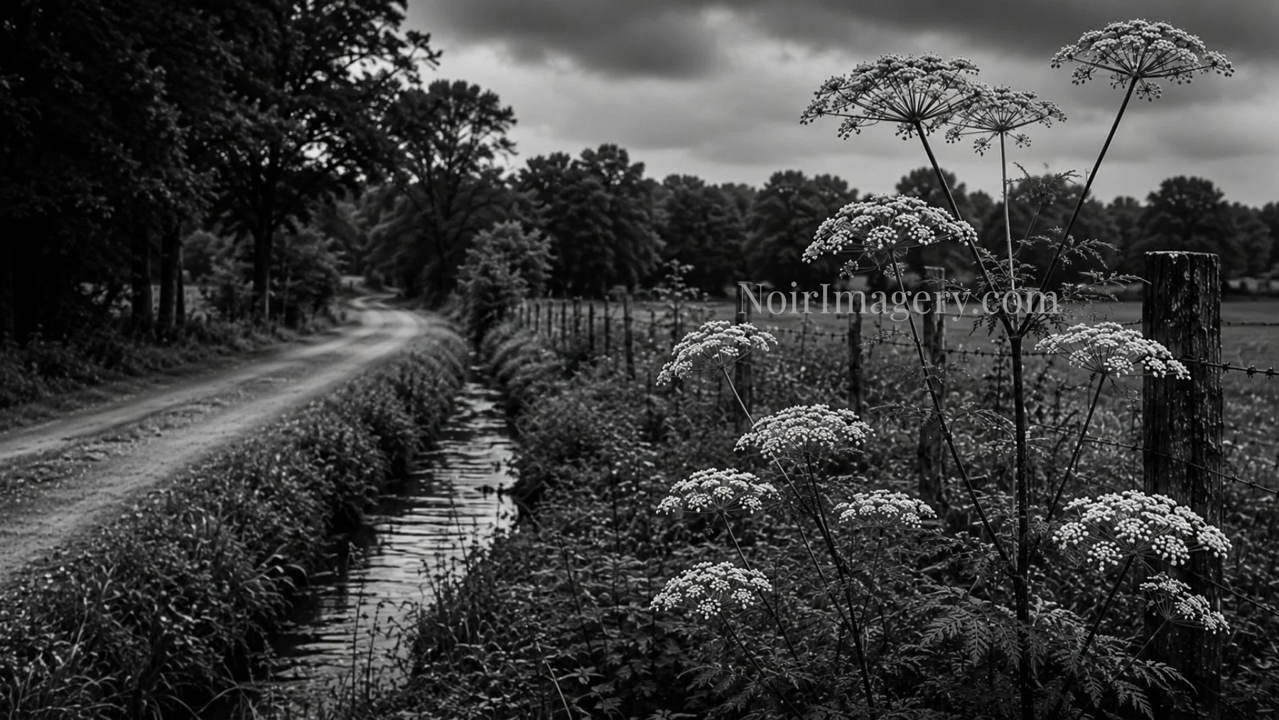 Black-and-white image of poison hemlock growing along a rural roadside beside a drainage ditch at dusk.