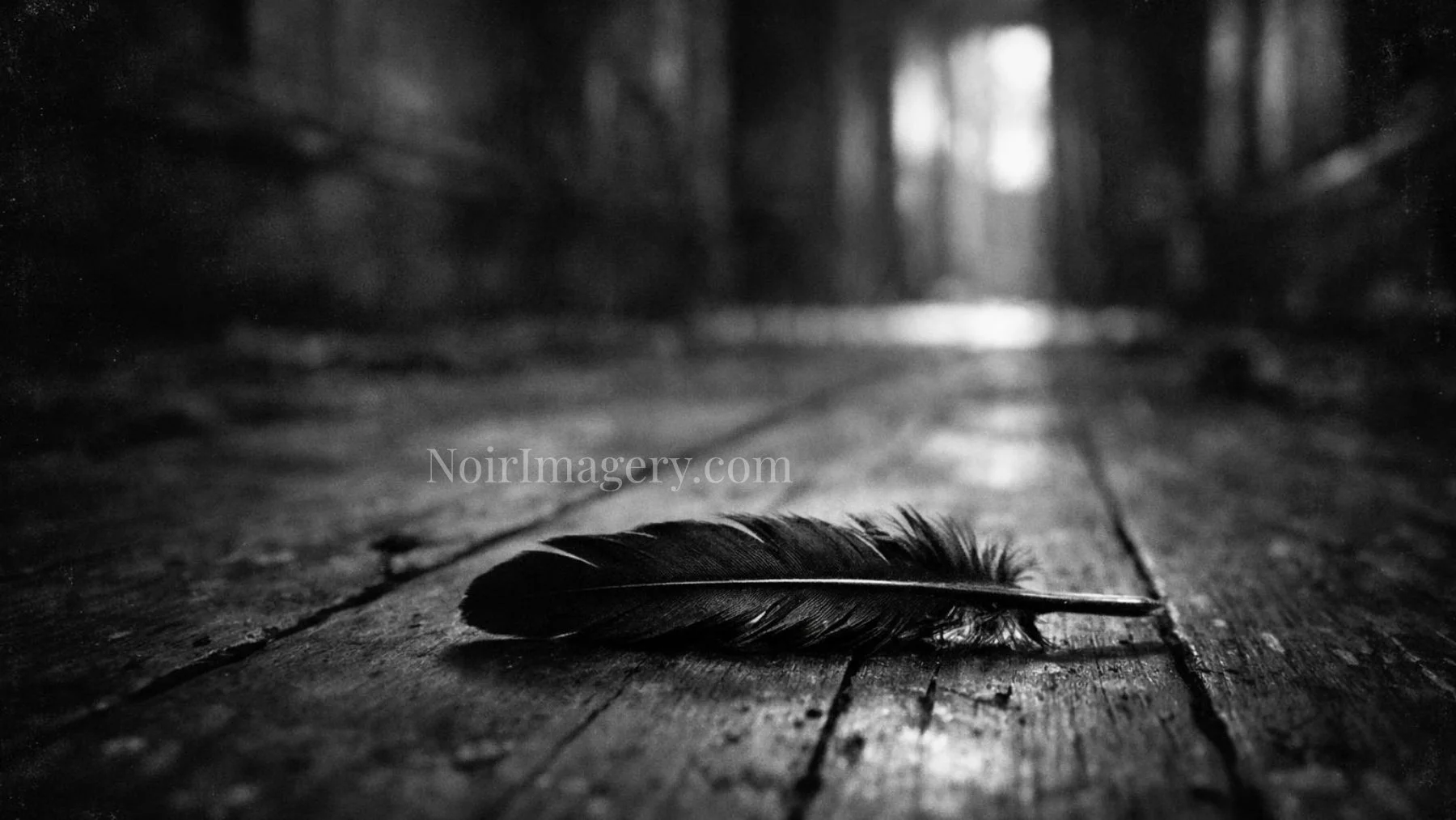 Dark feather resting on worn wooden floorboards in a shadowy noir setting.