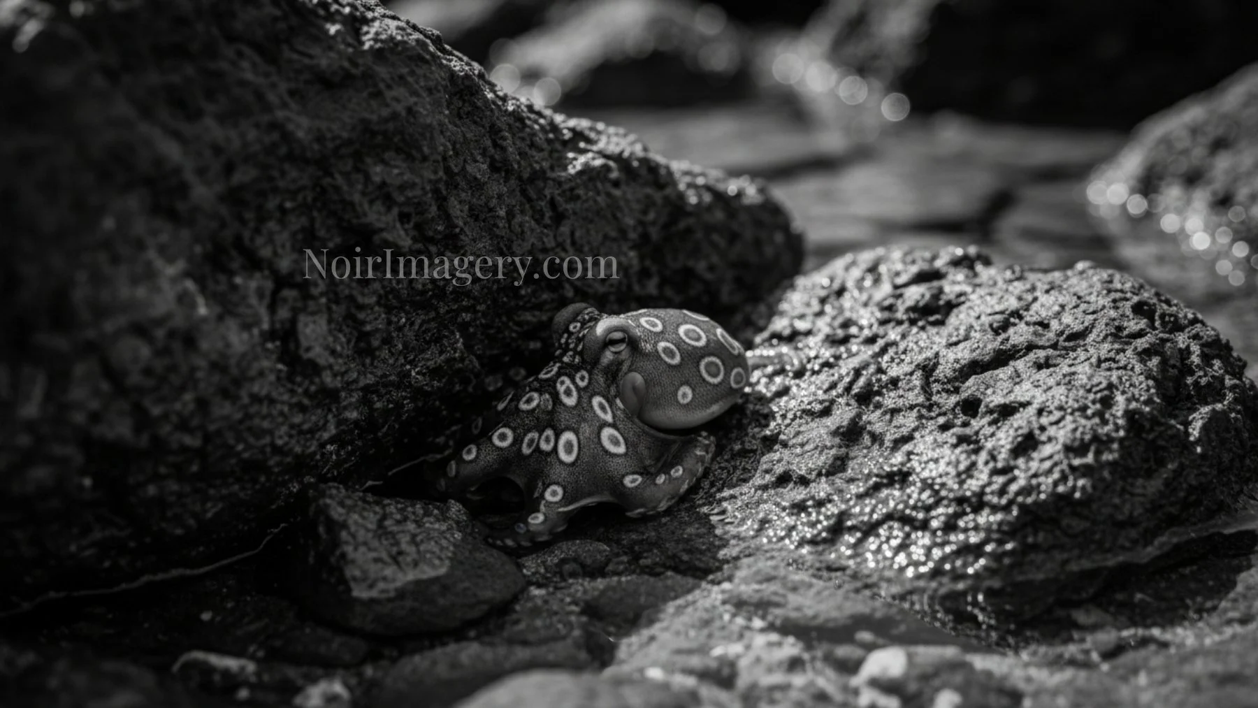 Black-and-white image of a blue-ringed octopus tucked between wet shoreline rocks beside a shallow tidal pool.