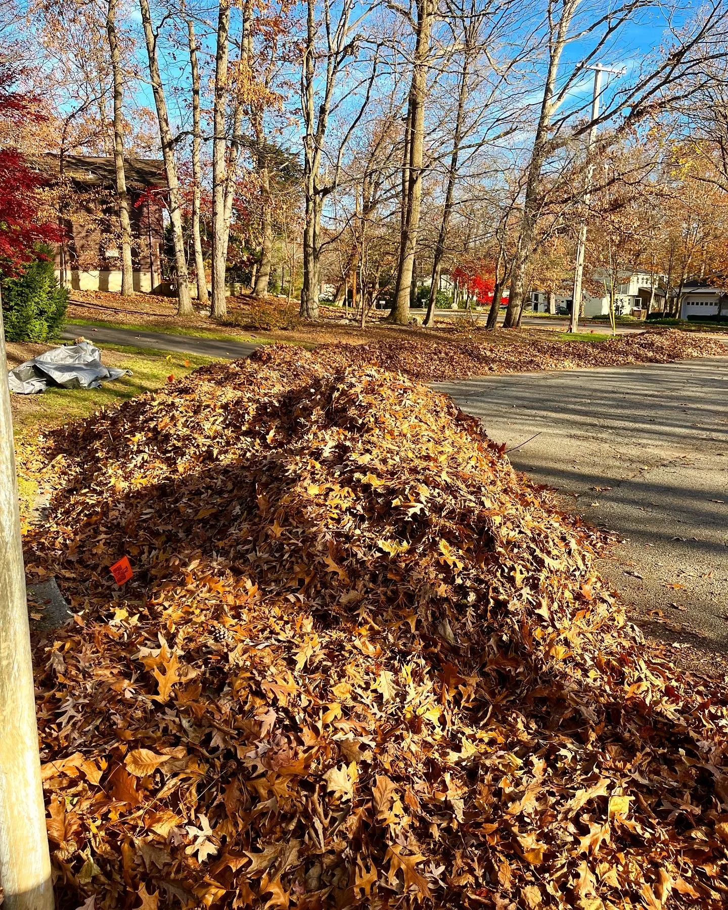 A pile of fallen autumn leaves on a sidewalk with trees and houses in the background on a sunny day.