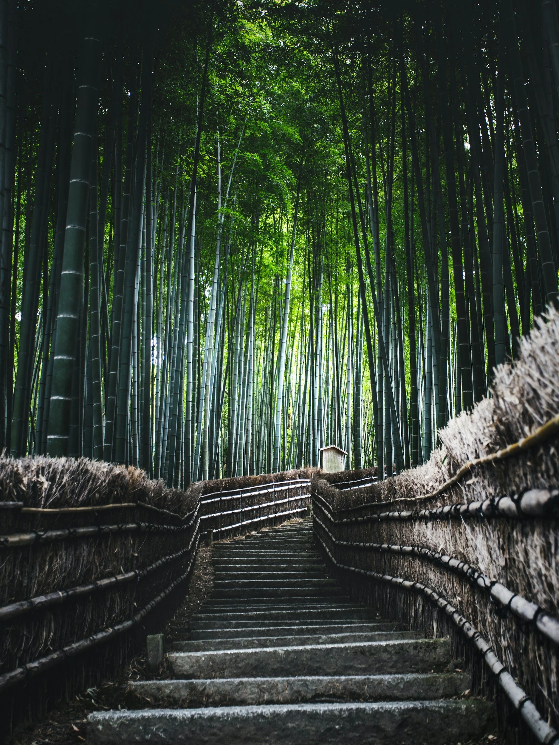 bamboo path