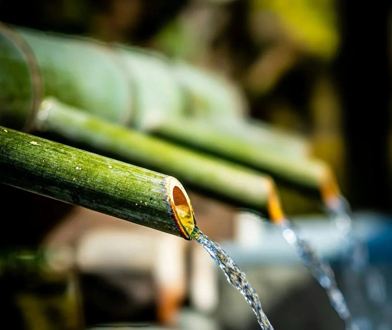 Bamboo with water